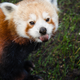 Illustration for article titled Exclusive Photos of the San Francisco Zoo's New Red Panda